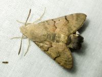 Macroglossum stellatarum