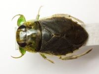 Ilyocoris cimicoides