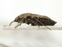Emblethis griseus