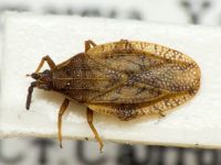 Catoplatus fabricii