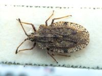 Tingis (Tropidocheila) ciliaris