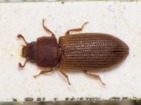 Synchita humeralis