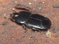 Hololepta plana