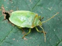 Acanthosoma haemorrhoidale