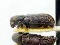 Hylastes ater