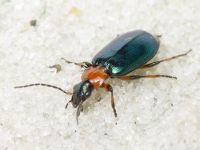 Lamprias cyanocephalus