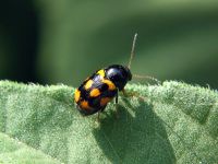 Cryptocephalus (Cryptocephalus) octacosmus
