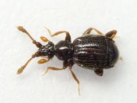 Bryaxis bulbifer