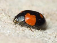 Adalia bipunctata