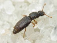 Monotoma brevicollis