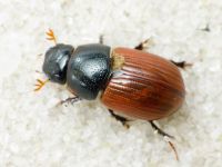 Aphodius (Aphodius) fimetarius