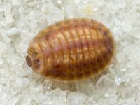 Platynaspis luteorubra
