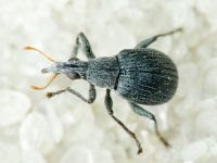 Oxystoma craccae