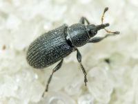 Gymnetron melanarium