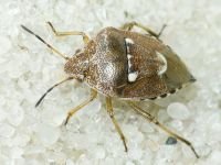 Stagonomus amoenus