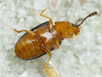 Triplax aenea