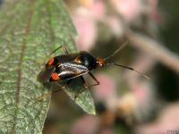 Deraeocoris ruber