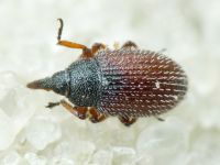 Gymnetron hoferi