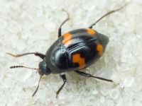 Scaphidium quadrimaculatum