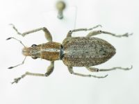 Charagmus