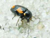 Cryptocephalus (Cryptocephalus) moraei