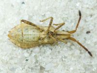 Coriomeris denticulatus