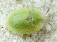 Cassida (Cassida) fausti