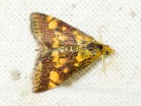 Pyrausta aurata