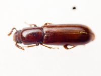 Corticeus (Corticeus) unicolor