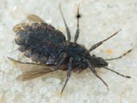 Aradus betulae