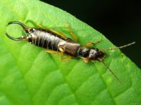 Forficula auricularia