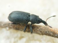 Magdalis (Odontomagdalis) armigera