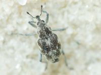 Rhinoncus albicinctus