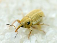Curculionidae