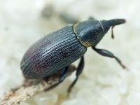 Mecinus collaris