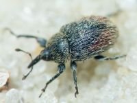Rhinusa tetra