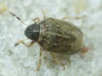 Neottiglossa pusilla