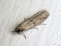 Homoeosoma nebulella