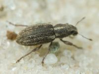 Sitona inops