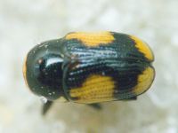 Cryptocephalus (Cryptocephalus) moraei