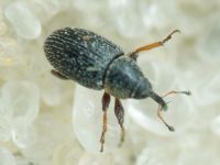 Mecinus plantaginis
