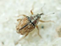 Trichosirocalus barnevillei