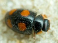 Platynaspis luteorubra