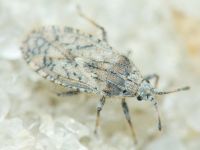 Tingis (Neolasiotropis) pauperata