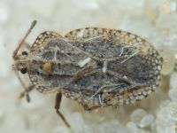 Tingis (Tropidocheila) reticulata