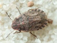 Sciocoris