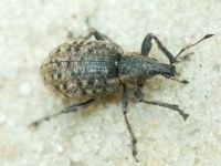 Curculionidae