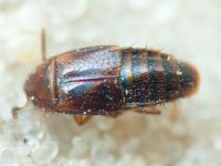 Staphylinidae