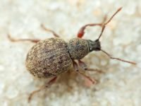 Curculionidae