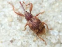 Anthonomus (Furcipus) rectirostris